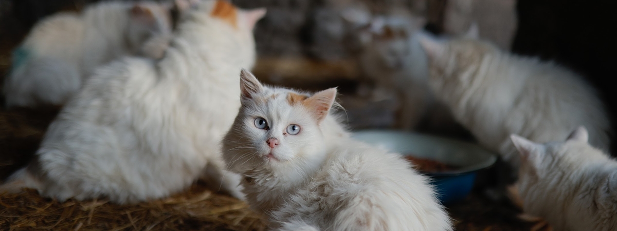 Կատվամշակութային ժառանգություն